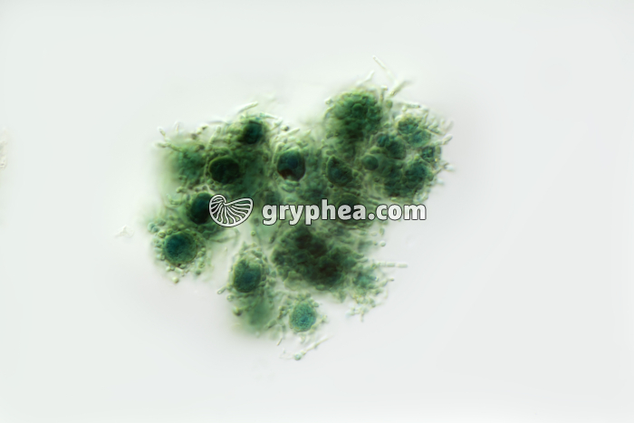 Propagule de Lichen x200 - gryphea.com